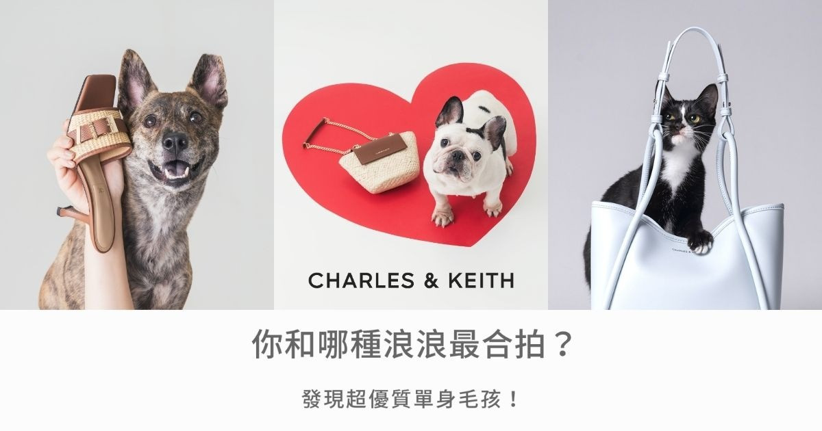 測你和哪種浪浪最合拍？