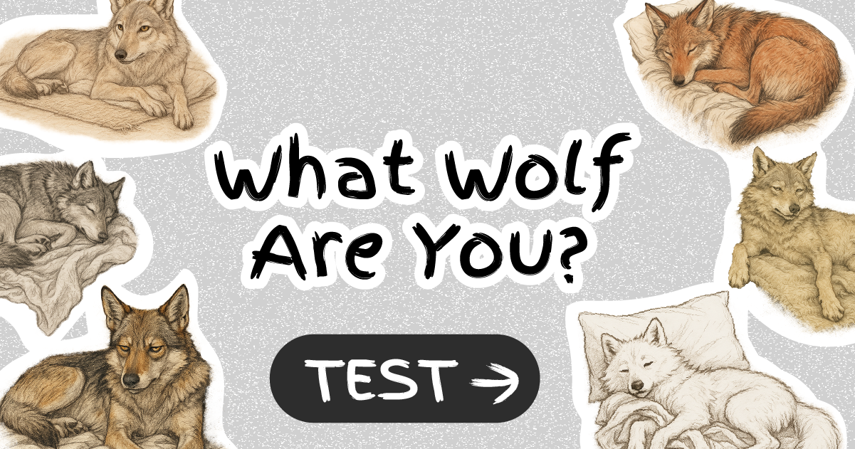 What Wolf Are You?