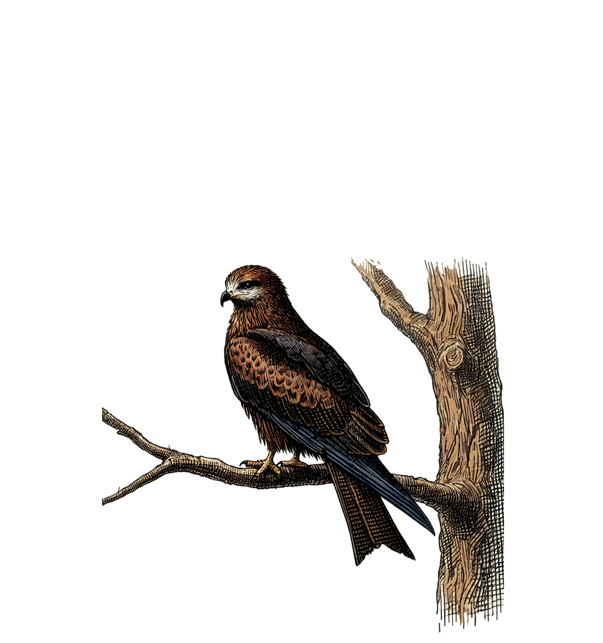 封面圖 / 套用版型編輯