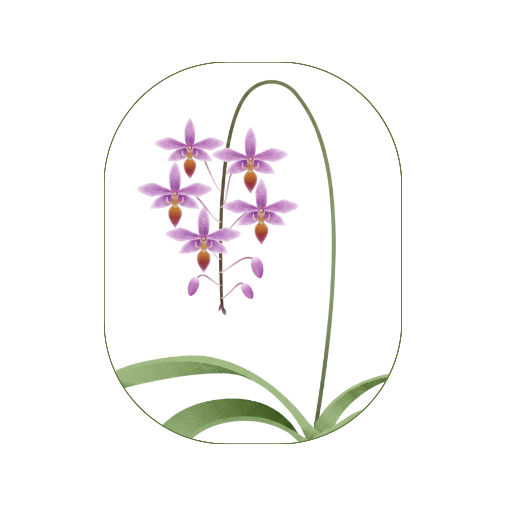 封面圖 / 套用版型編輯