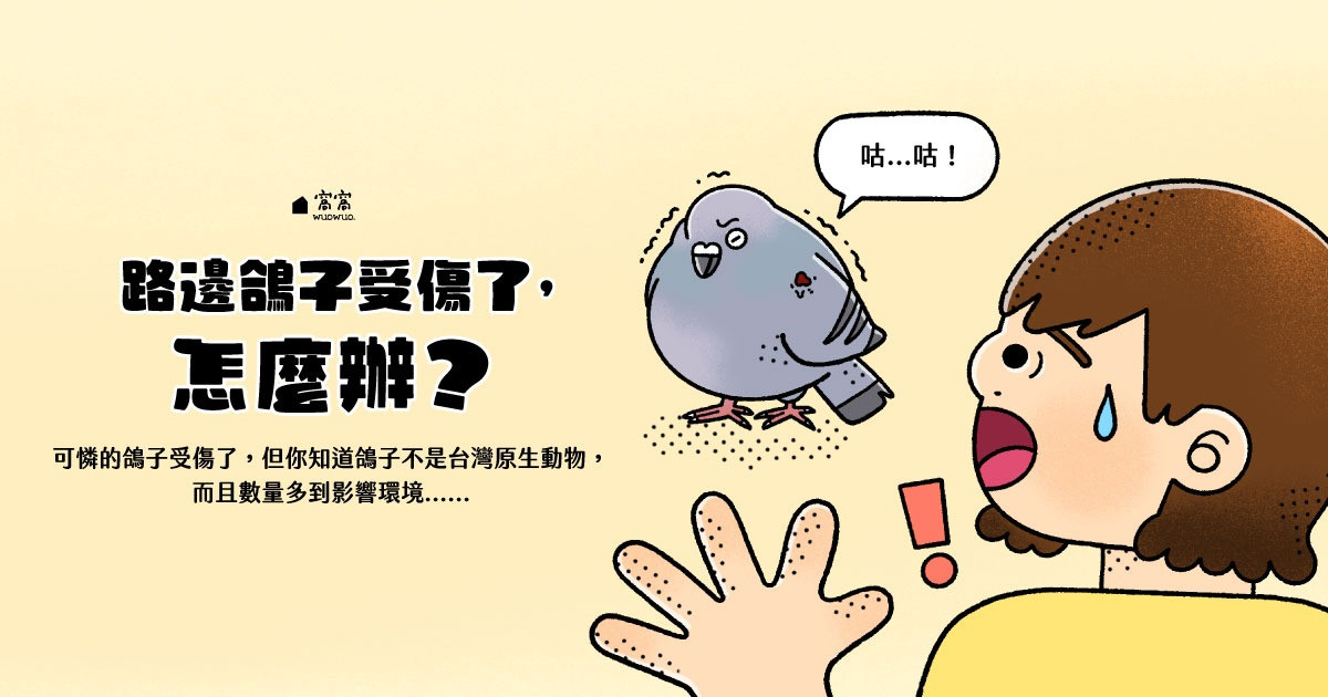路邊鴿子受傷了，怎麼辦？